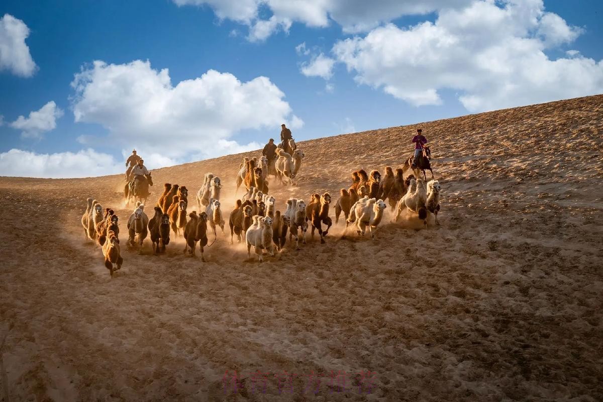 骆驼群“抢戏” 布拉贝克“战术”成功 骆驼群“抢戏” 布拉贝克“战术”成功